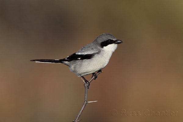 Loggerhead Shrike © Russ Chantler